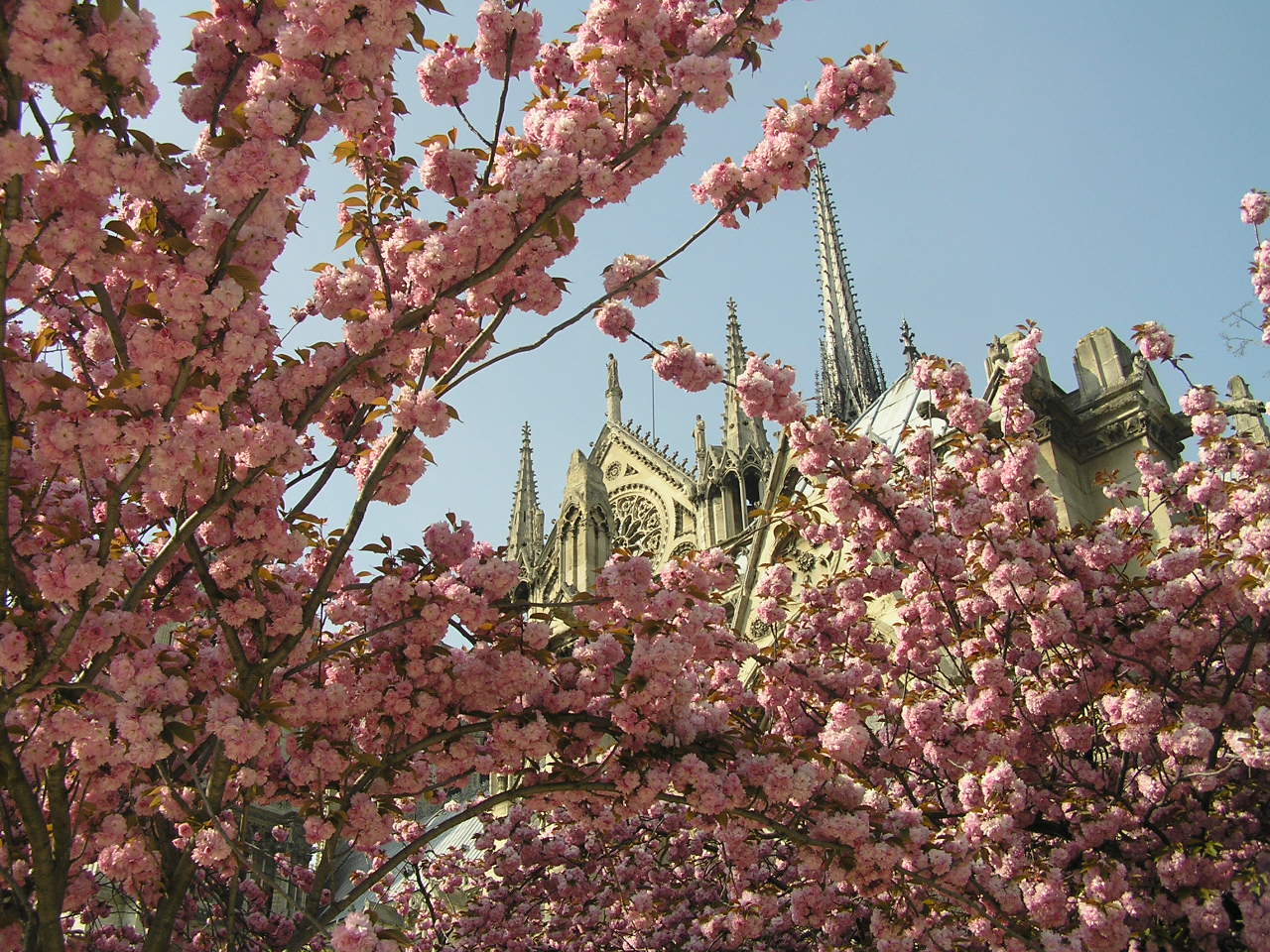 cerisier @ Cathédrale Notre-Dame de Paris